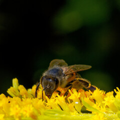 bee on a yellow flower