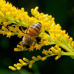 bee on a yellow flower