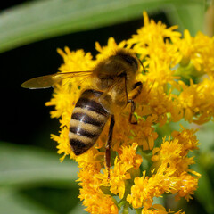 bee on a yellow flower