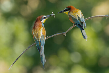 Tender moment between two European Bee-eaters - Merops apiaster perched on a thin branch. Photo from Dobruja in Bulgaria.