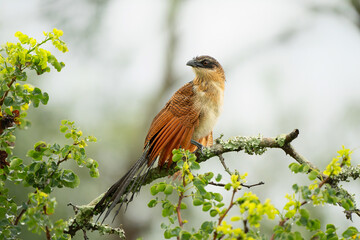 Burchell's Coucal (Centropus burchellii) juvenile sitting on a branch in a Game Reserve in Kwa Zulu Natal in South Africa