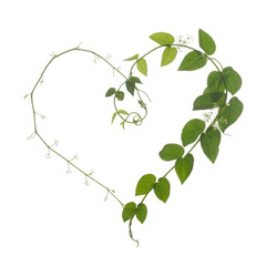 Obraz premium Heart shaped vine with green leaves and small lights symbolizing love and nature transparent background