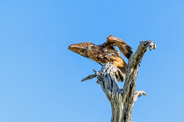 Tawny eagle sitting in a tree in warm light and ready for take off in Kruger National Park in South...