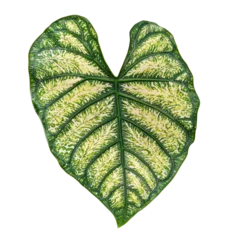 Caladium Leaf isolated on transparent background © Wattana