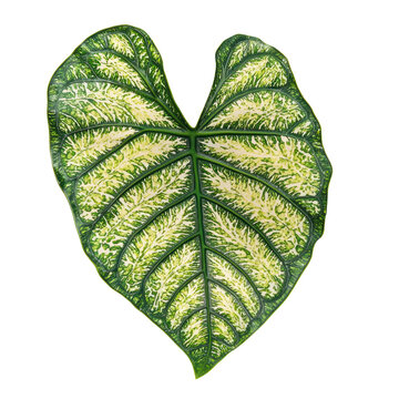 Caladium Leaf isolated on transparent background