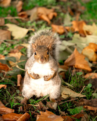 Grey squirrel standing upright among autumn leaves on grass, facing the camera in natural daylight.