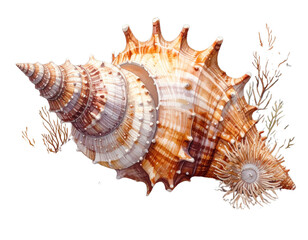 Watercolor Seashell Illustration with Spiky Details, Marine Design