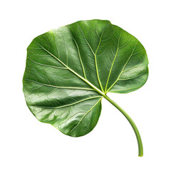 Obraz premium Elephant Ear Leaf isolated on transparent background