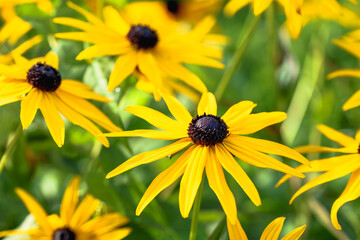 Close-up of lively Rudbeckia flowers in the garden on a sunny summer day