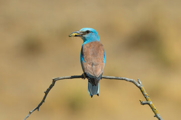 European Roller - Coracias garrulus perched on bare branch against soft beige background, with insect in beak. Photo from Dobruja in Bulgaria