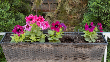 petunias grow in a wide box in an outdoor cafe