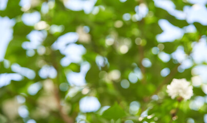 Abstract blurred green leaves and blue sky background with soft light bokeh.