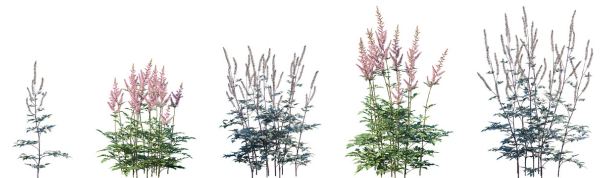 Set of Actaea simplex and Astilbe chinensis isolated png on a transparent background perfectly cutout high resolution
