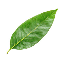 Obraz premium Mango Leaf isolated on transparent background