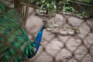 The green peafowl (Pavo muticus) is an endangered species from Southeast Asia and Indochina....