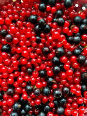 Vibrant Red and Black Currants A Fresh Harvest