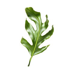 Obraz premium Staghorn Fern Leaf isolated on transparent background