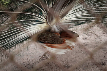 The green peafowl (Pavo muticus) is an endangered species from Southeast Asia and Indochina....