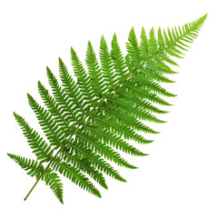 Tree Fern Leaf isolated on transparent background
