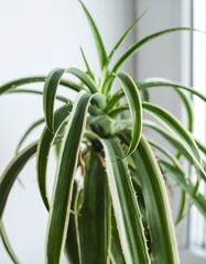 Obraz premium Close-up view of a striking houseplant with vibrant green leaves featuring white stripes.
