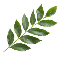 Obraz premium Curry Leaf isolated on transparent background