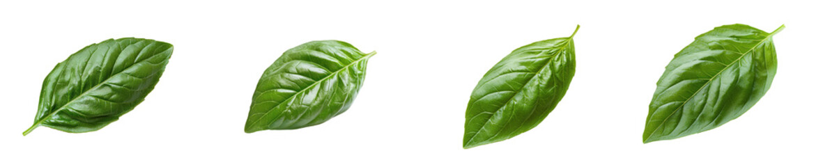 Basil Leaf (Thai) isolated on transparent background