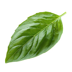 Obraz premium Basil Leaf (Thai) isolated on transparent background