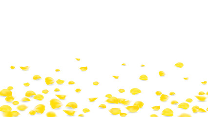 Falling yellow rose petals seasonal confetti, abstract floral background with beauty roses petal  fall to the floor design