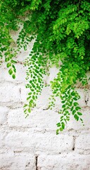 Lush greenery cascading down a whitewashed brick wall.