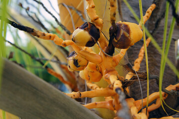 Botanical detail of palm fruit cluster with vibrant stalks and seed formations