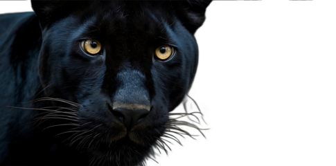 Black panther face closeup portrait Black leopard with yellow eyes in a dark forest background Wildlife photography