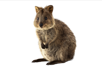 Real photograph of a quokka a fullbody shot of the animal sitting on a white background