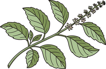 Holy Basil Leaves Herbal Illustration Design. Tulsi Plant Green Leaves Botanical Artwork. Ayurvedic Herb Holy Basil Leaves Clipart. Fresh Tulsi Leaves Herbal Medicine Design. Organic Holy Basil Plant