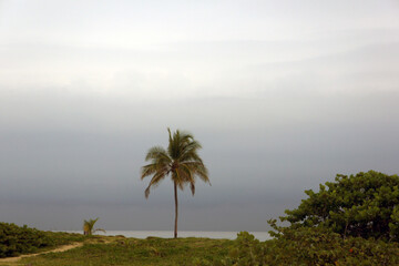 Tranquil coastal scene with solitary palm, sandy trail and overcast sky
