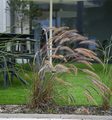 Decorative herbaceous plant known as Pennisetum bristle 