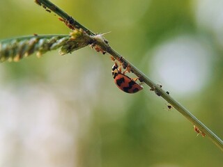 Micro-Ecosystem: Ladybird Beetle (Harmonia axyridis) and Aphid Colony in the Morning