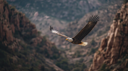 Obraz premium Bald Eagle Soaring Above Mountain Valley, Sharp Focus on Wingspan and Natural Landscape