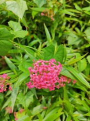 pink hydrangea flower
