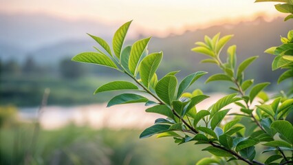 Obraz premium Layered green leaves with a natural blurred background, artistic and elegant for eco, design, and wellness use.