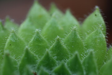Rojnik Sempervivum ruthenicum var leucanthum