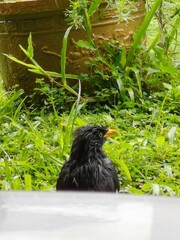 black winged blackbird
