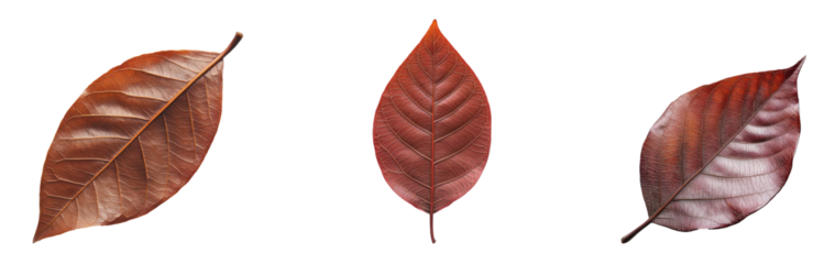 Mahogany Leaf isolated on transparent background