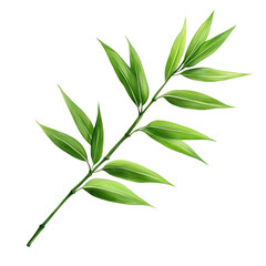 Fototapeta premium Bamboo Leaf isolated on transparent background