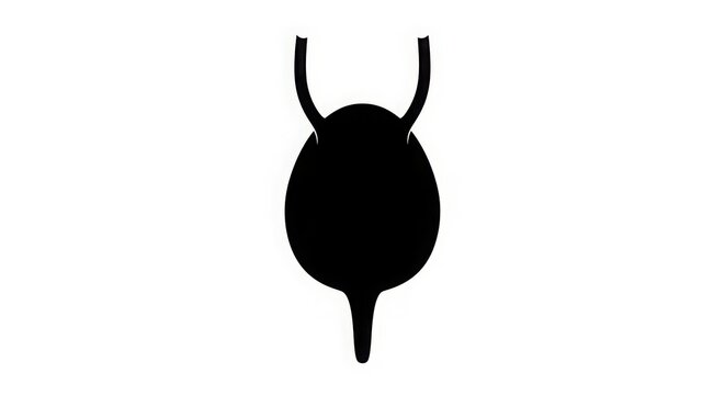 black bladder anatomy on white background clip art preview