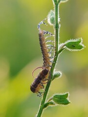 Microbial Life: Who Inhabits the Stems of Wild Plants? A Closer Look at the Stone Centipede (Lithobius forficatus)