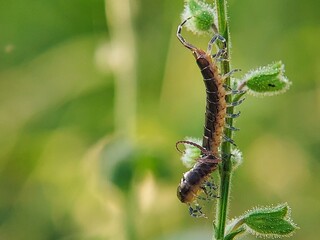 Close-up: How Do Rock Centipedes (Lithobius forficatus) Explore Hairy Plant Stems?
