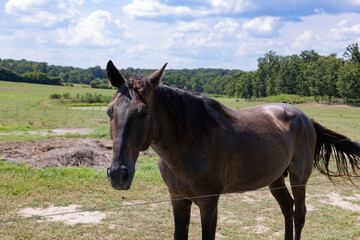 Obraz premium BeAUTIFUL HORSES AT A WEDDING VENUE IN MISSOURI