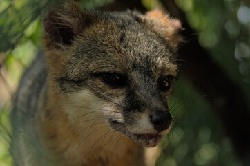 close up of a meerkat