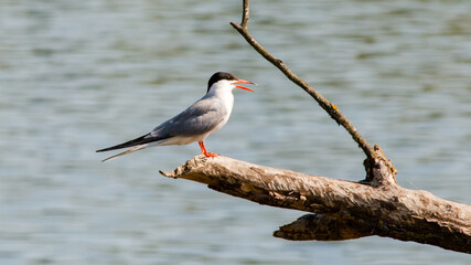 black winged stilt