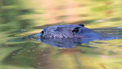 wild boar in the water